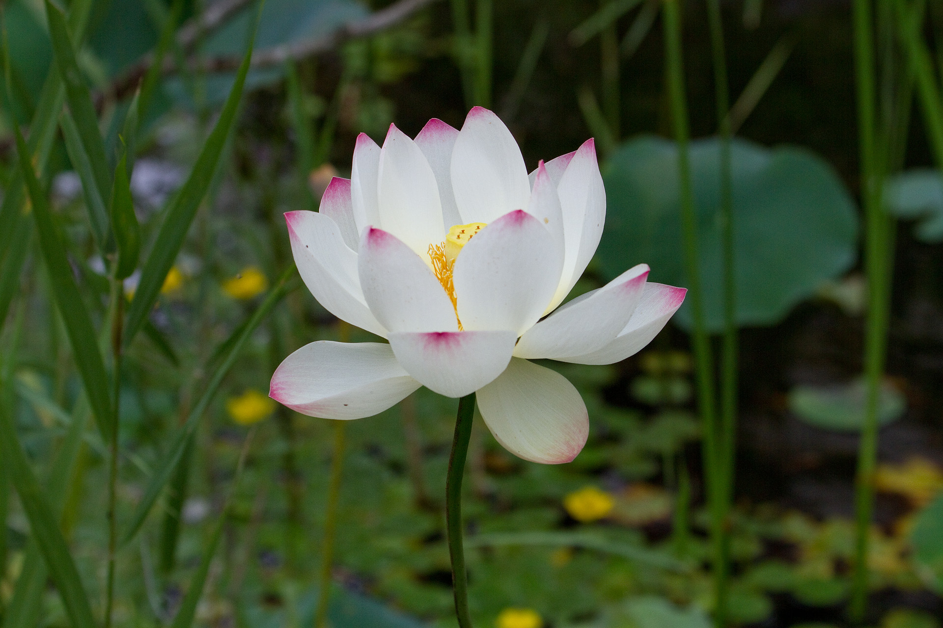 花 植物 ハスの花 壁紙19x1280 壁紙館