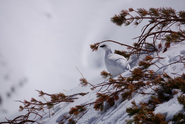 立山の白雷鳥9