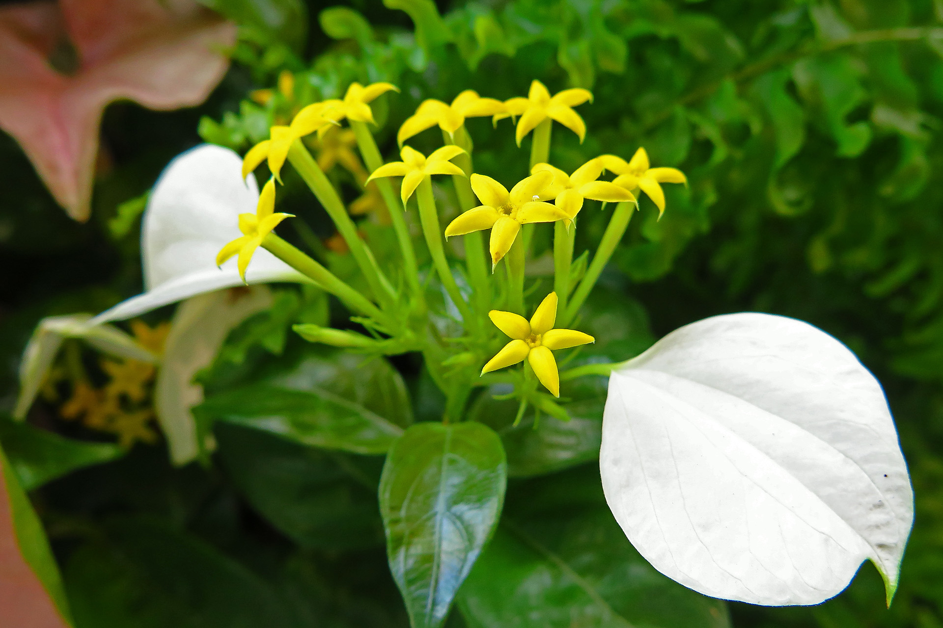 花 植物 コンロンカ 壁紙19x1280 壁紙館