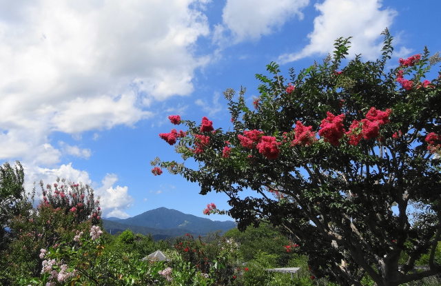 夏空に百日紅