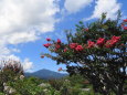 夏空に百日紅