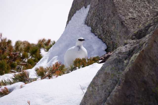 立山の白雷鳥10