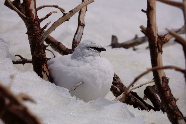 立山の白雷鳥14