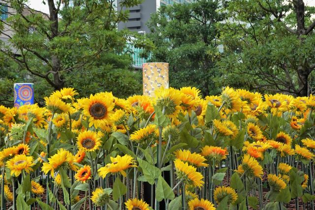 紀尾井町のヒマワリ