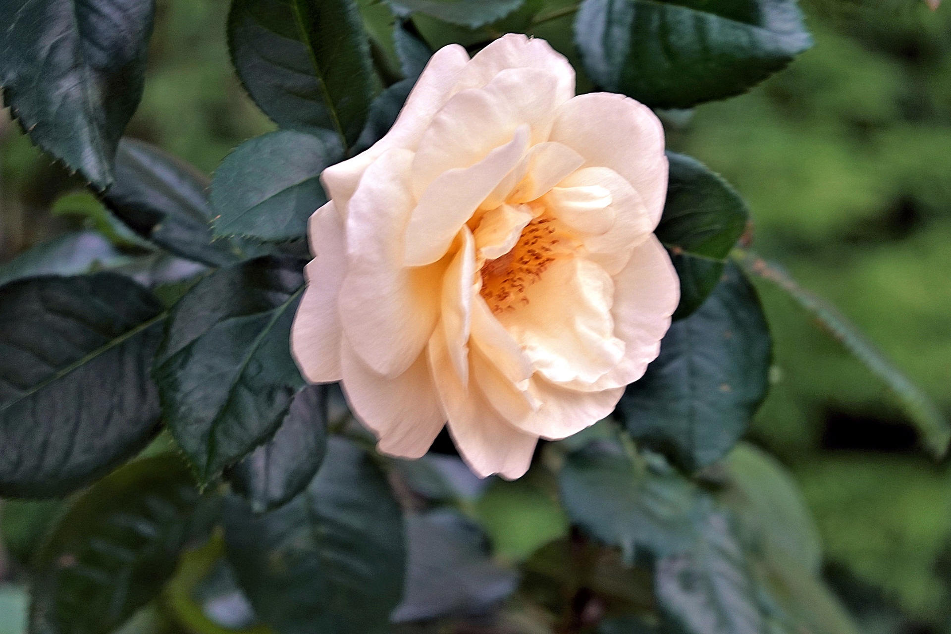 花 植物 ベルサイユの薔薇 壁紙19x1280 壁紙館