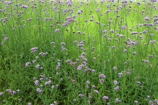 散歩道の草花