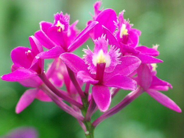 ランの花:アスカ