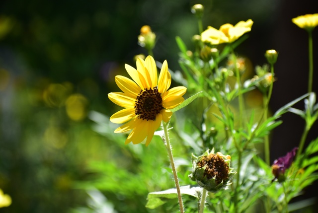 夏の花壇