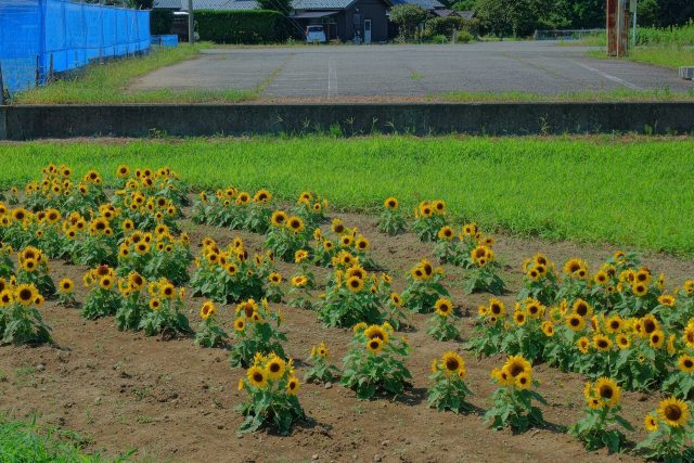 背丈が小さなひまわり畑