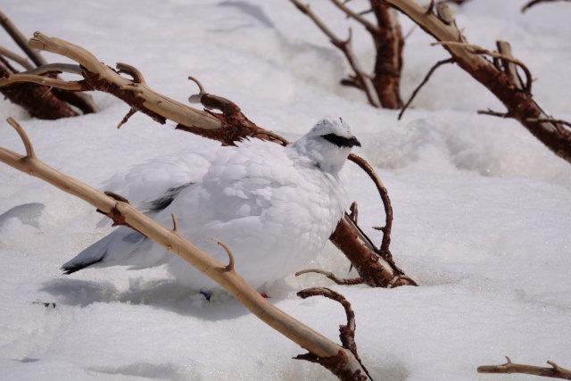 立山の白雷鳥16