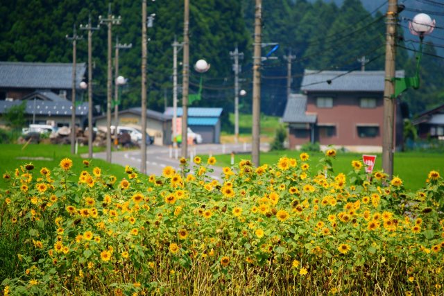 花蓮公園のひまわり畑