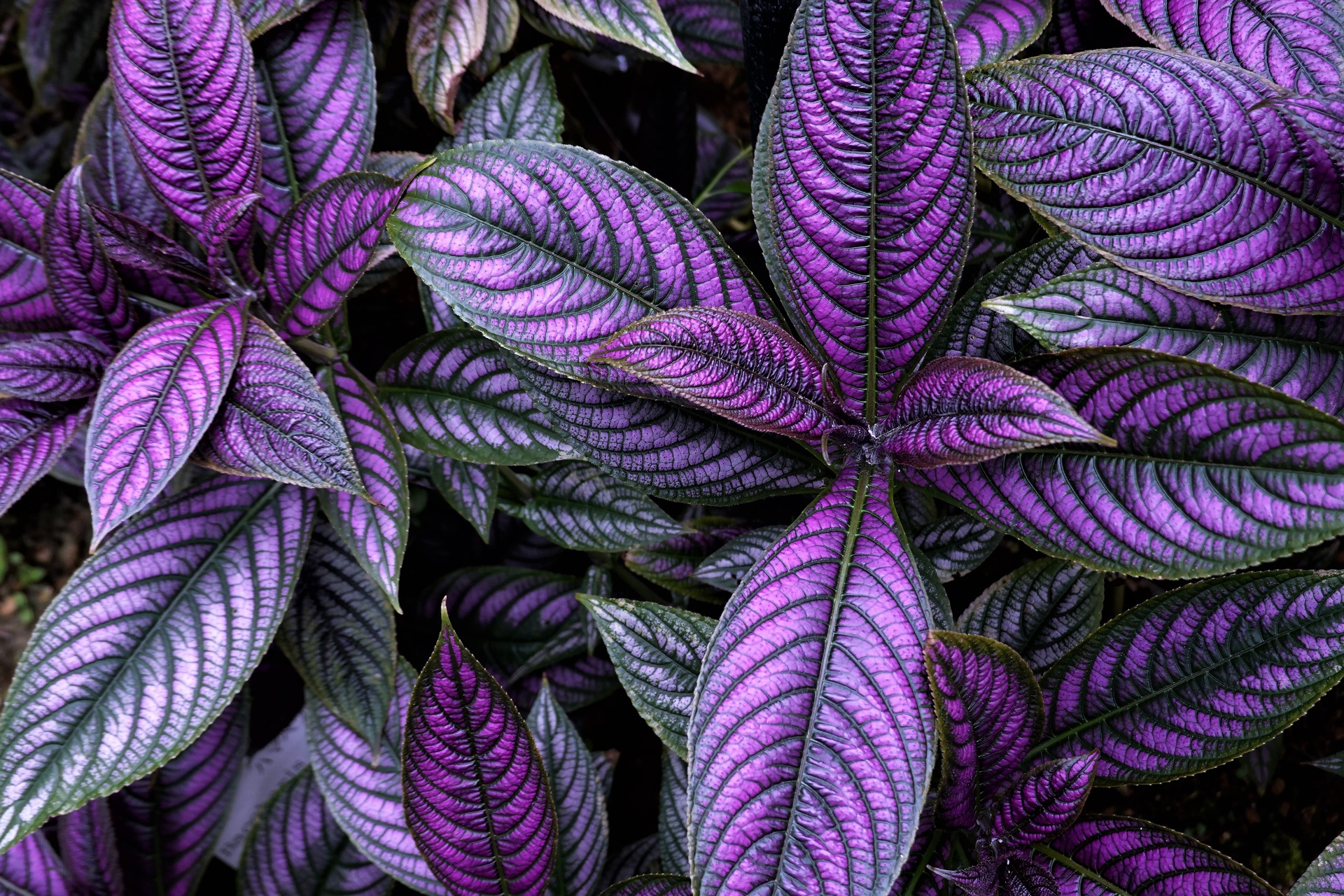 花 植物 メタリックな輝き 壁紙19x1280 壁紙館