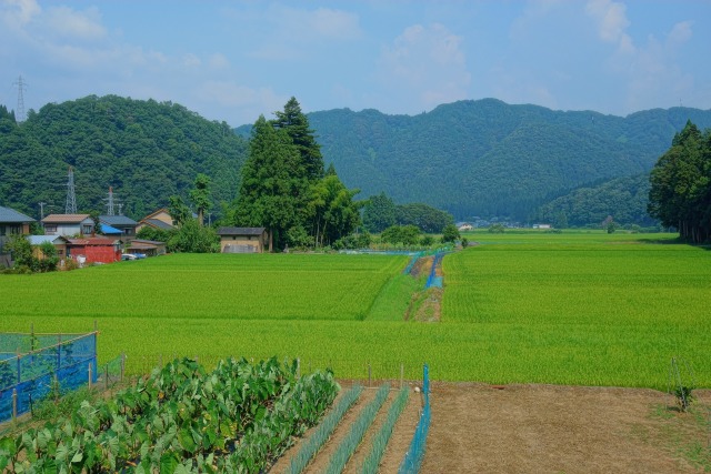 小宇坂島の夏