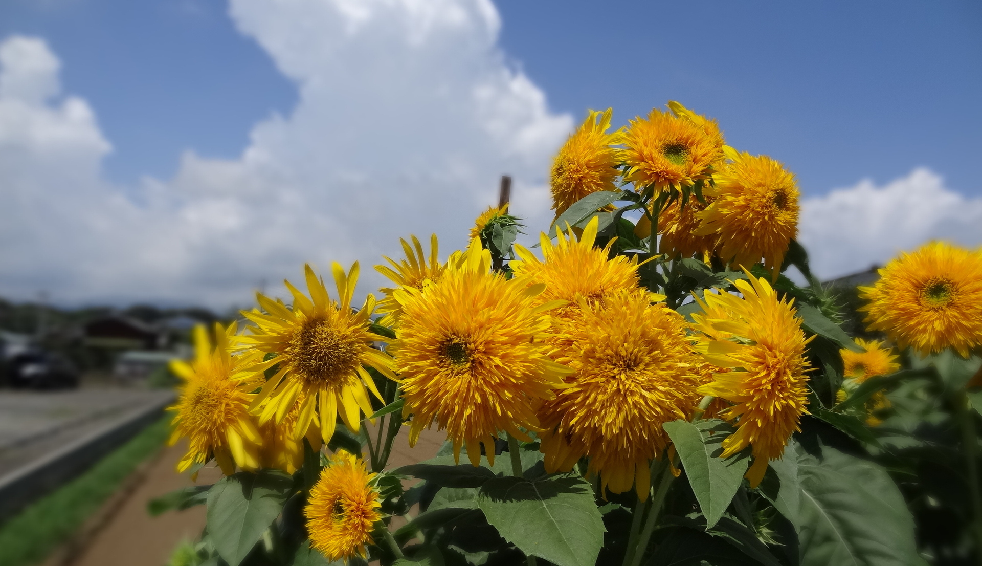 花 植物 夏景色 八重ひまわり 壁紙19x1106 壁紙館