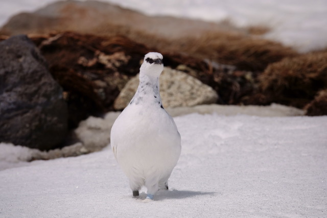 立山の白雷鳥18