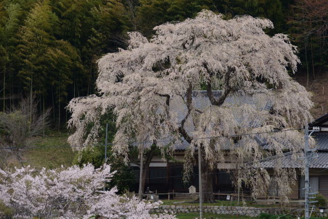 しだれ桜