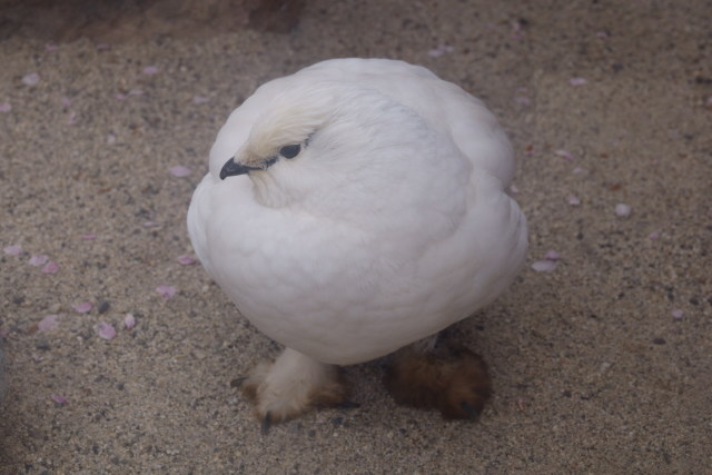 飯田市動物園の白頭巾ちゃん2