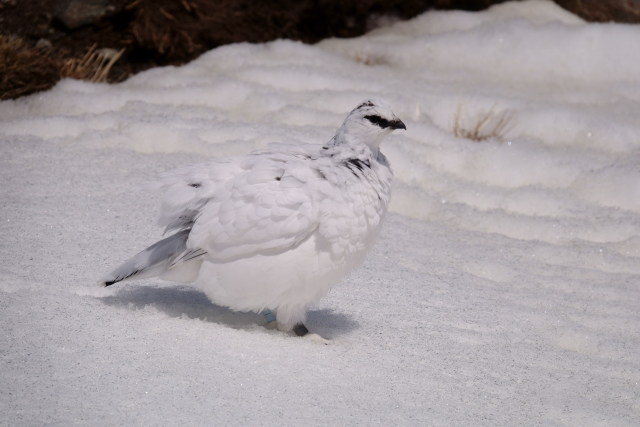 立山の白雷鳥19