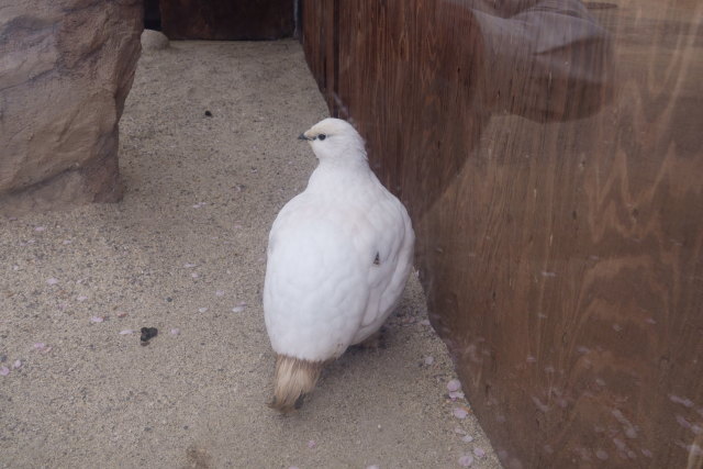 飯田市動物園の白頭巾ちゃん3