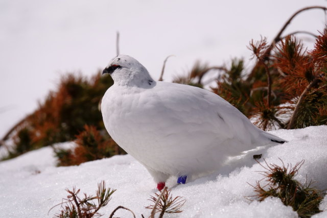 立山の白雷鳥20