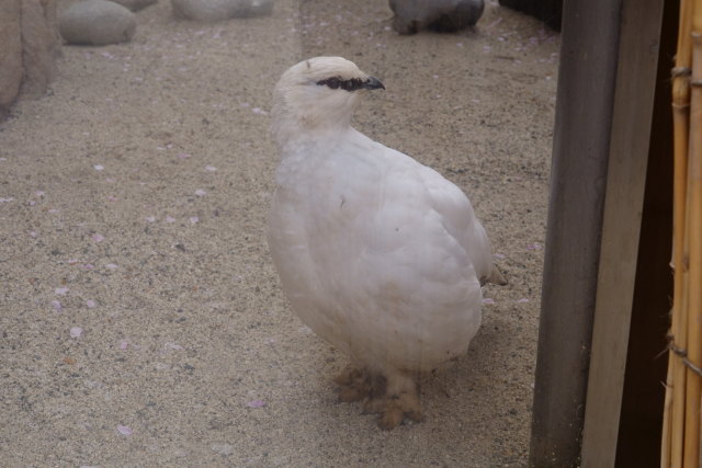 飯田市動物園の白頭巾君