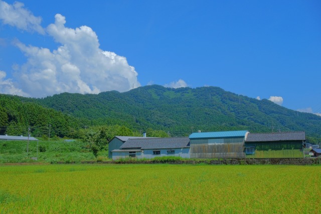 晩夏の鳴鹿山鹿#2