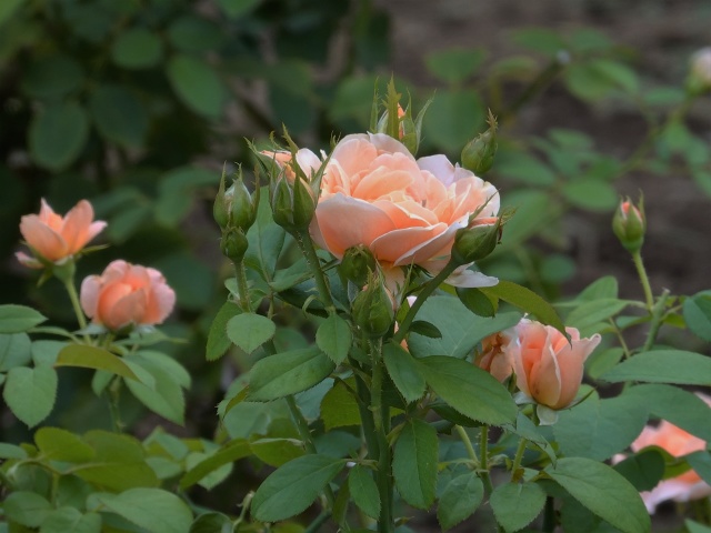 バラの花:杏