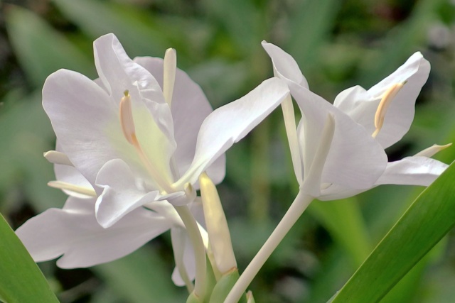 ショウガの花