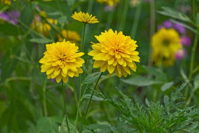 花笠菊