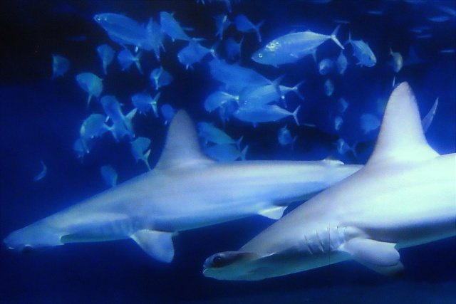 葛西臨海水族園にて