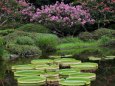 神代植物公園の風景