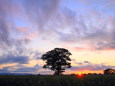 夕彩の一本木～石狩平野