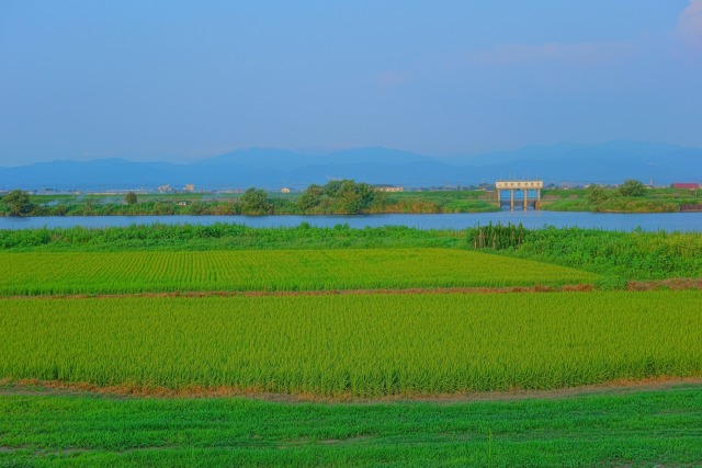 晩夏の九頭竜川と八ケ川水門