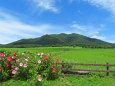 秋へ 蒜山高原3 芙蓉咲く