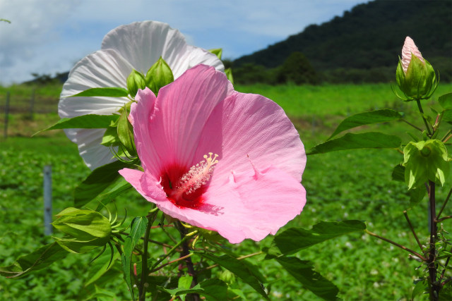 芙蓉