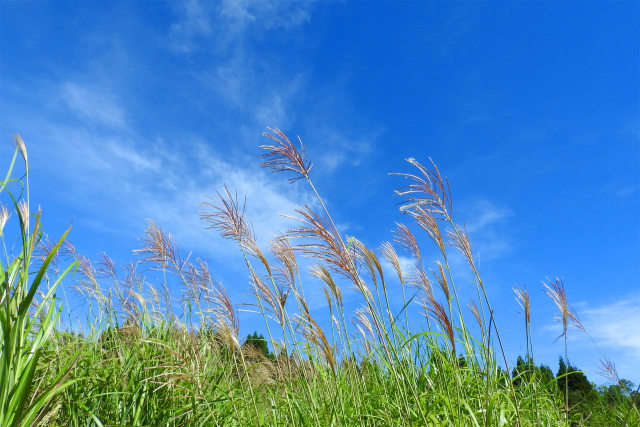 秋空 秋風 ススキ 高原の秋