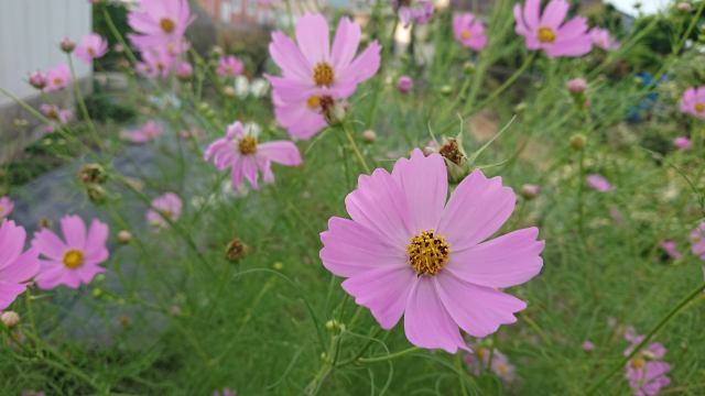 ピンク一色のお花畑