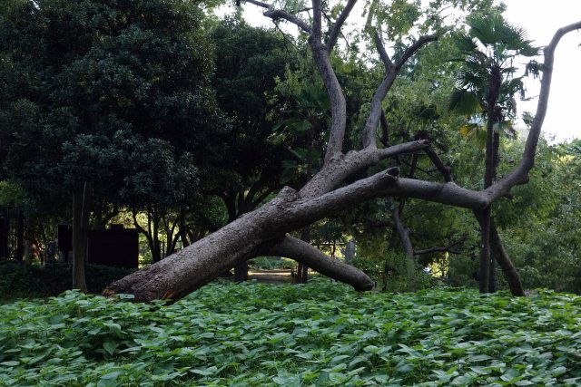 台風による被害