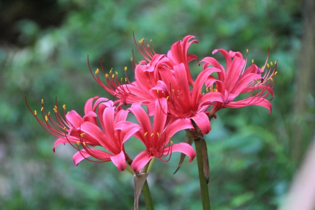 公園の花