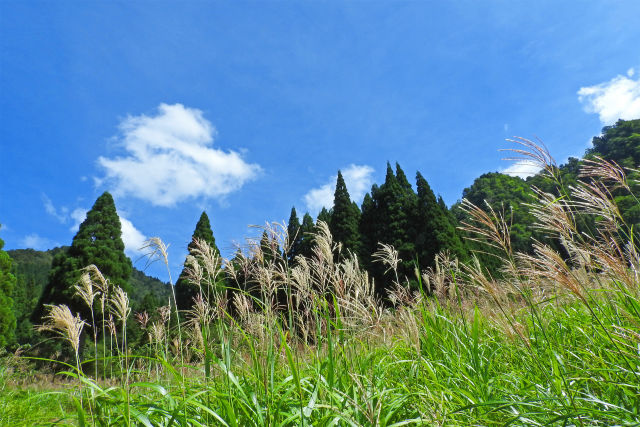 秋空 秋風 ススキ 高原の秋3