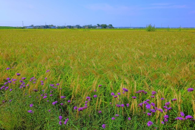 農道沿い咲く柳花傘