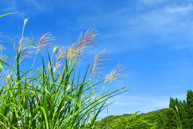 秋空 秋風 ススキ 高原の秋6