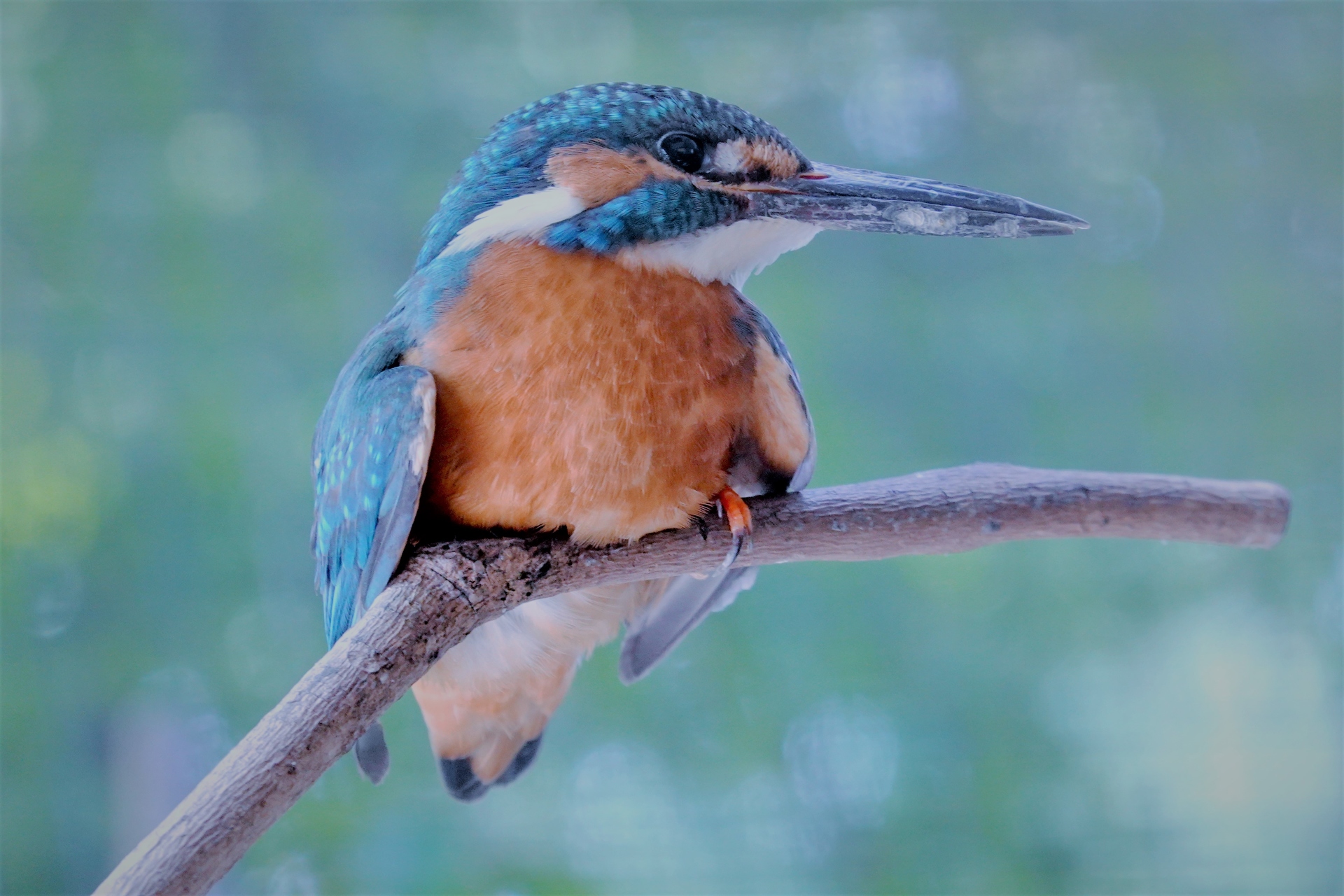 動物 鳥 ペンギン カワセミ 壁紙19x1280 壁紙館