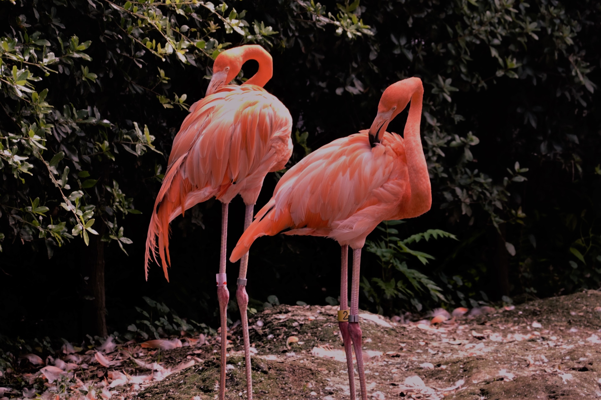 動物 鳥 ペンギン フラミンゴ 壁紙19x1280 壁紙館