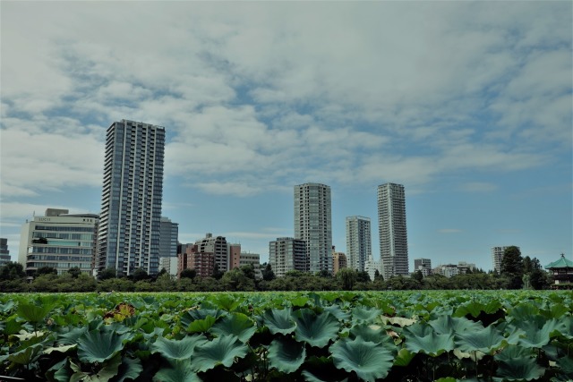 不忍池の風景