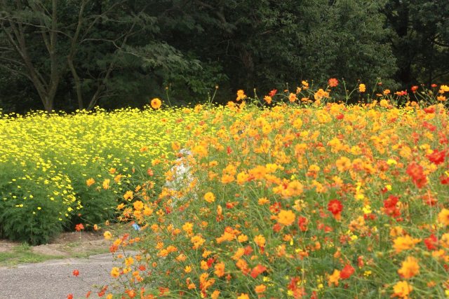 花 植物 キバナ畑 壁紙館