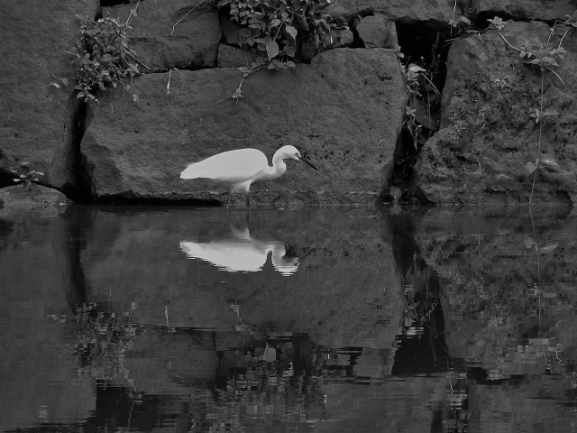 日比谷公園のコサギ