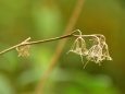 何の花だったのかな。