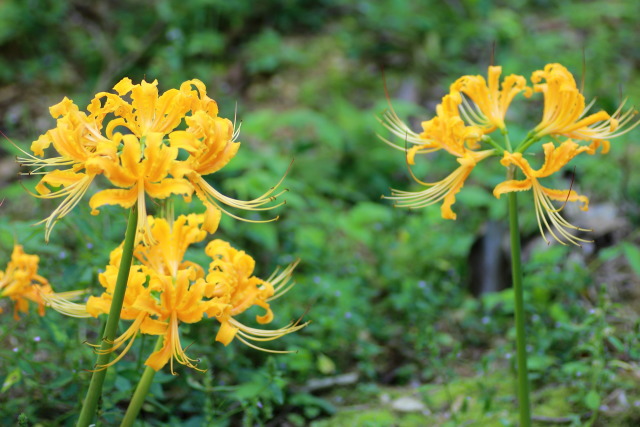 公園の彼岸花