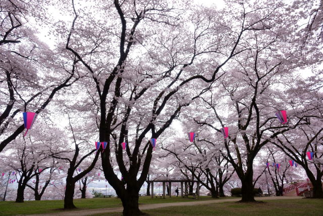 桜の春日公園